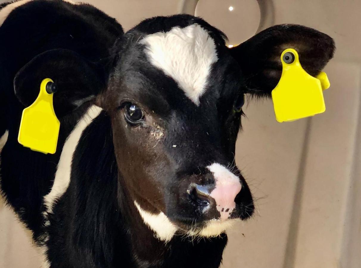 ホテル Feielhof Krakaudorf エクステリア 写真