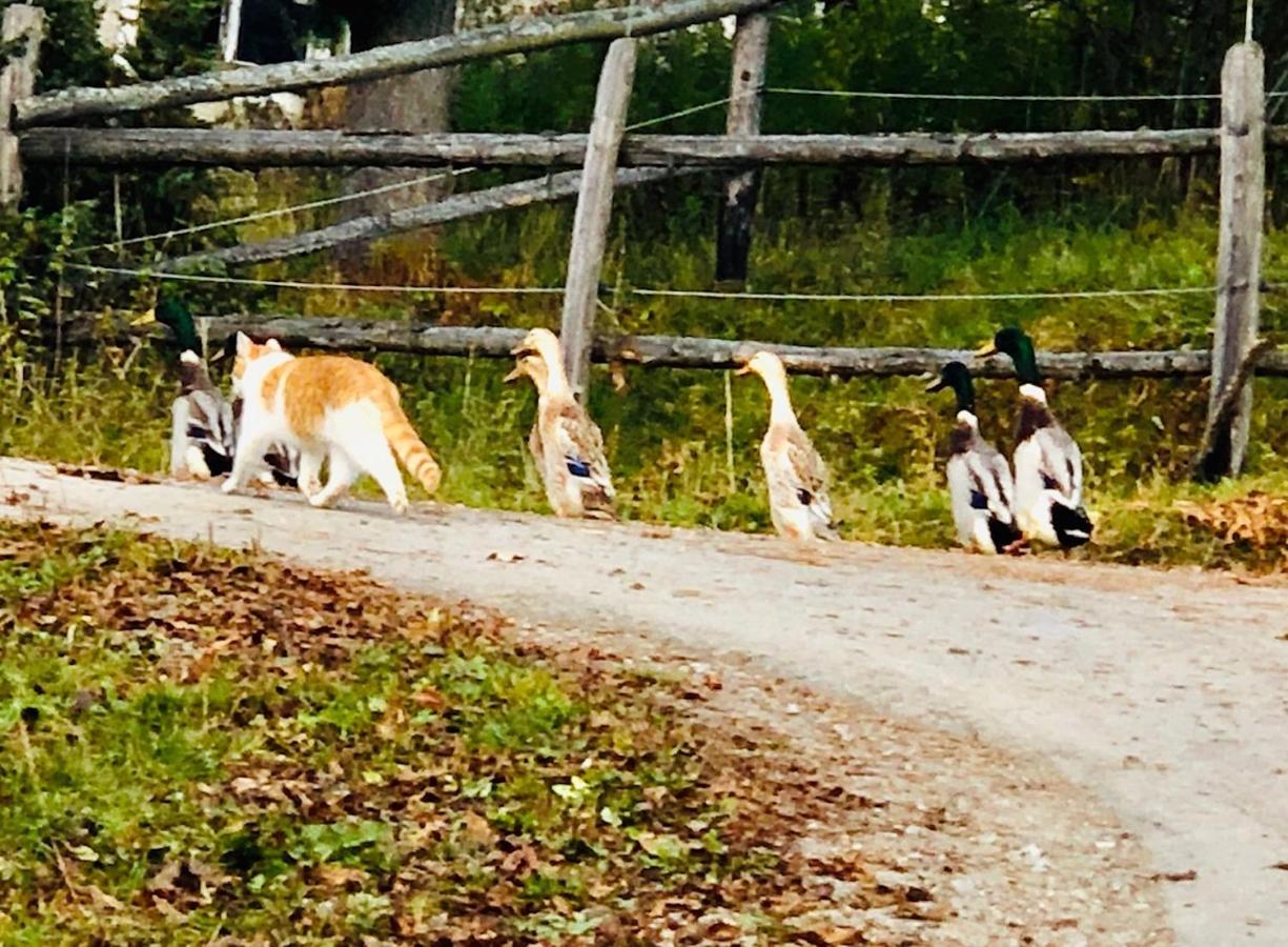 ホテル Feielhof Krakaudorf エクステリア 写真
