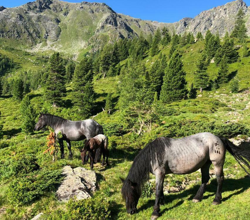 ホテル Feielhof Krakaudorf エクステリア 写真